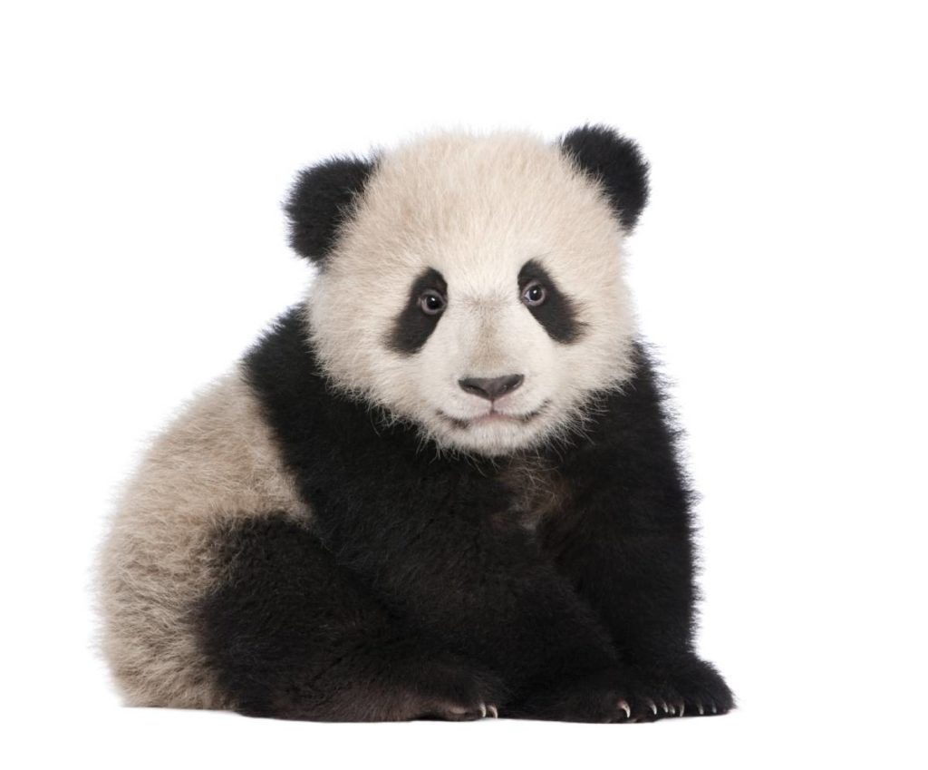 image_panda_2