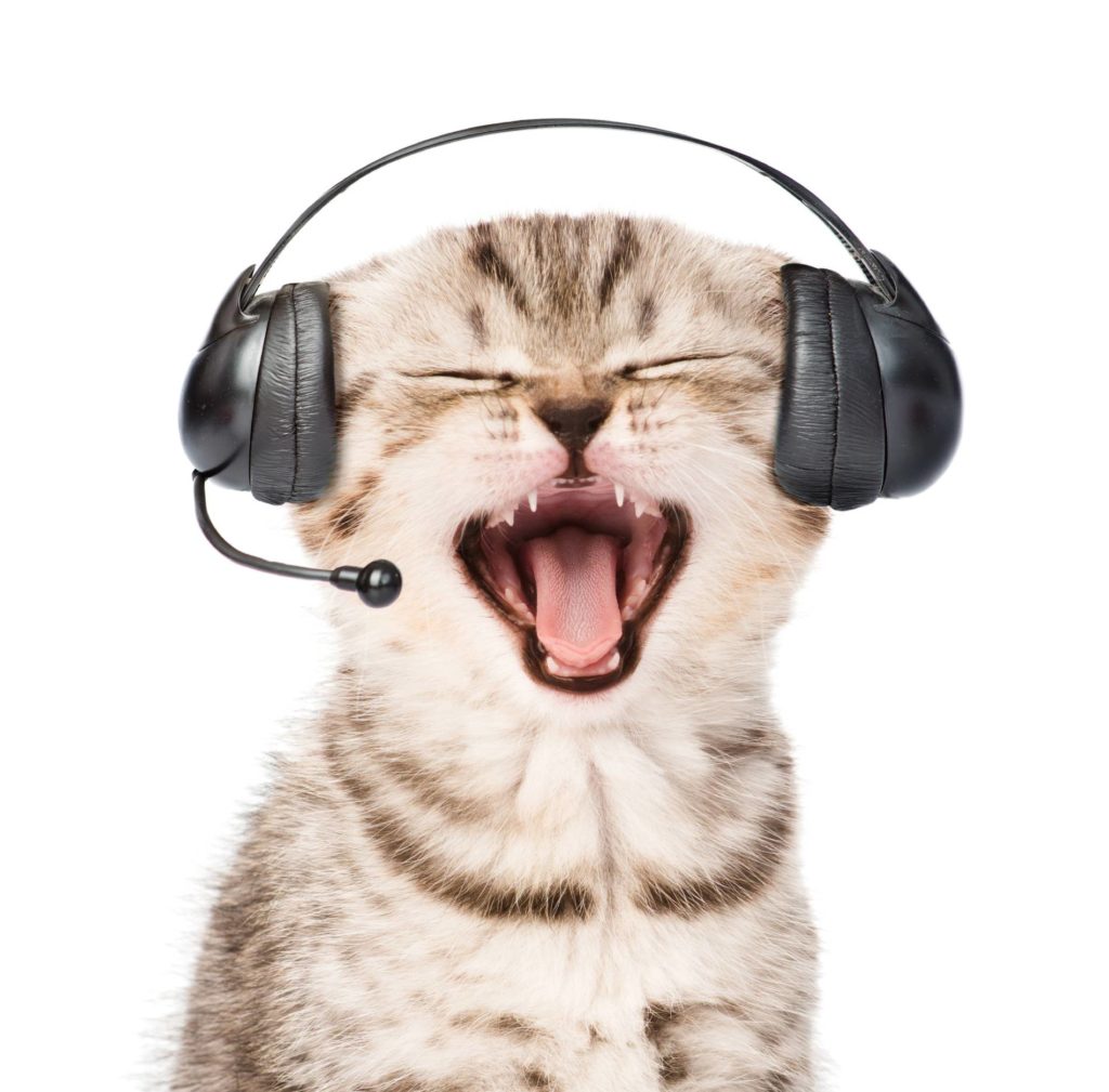 Support 1 Jabba Support_Kitten