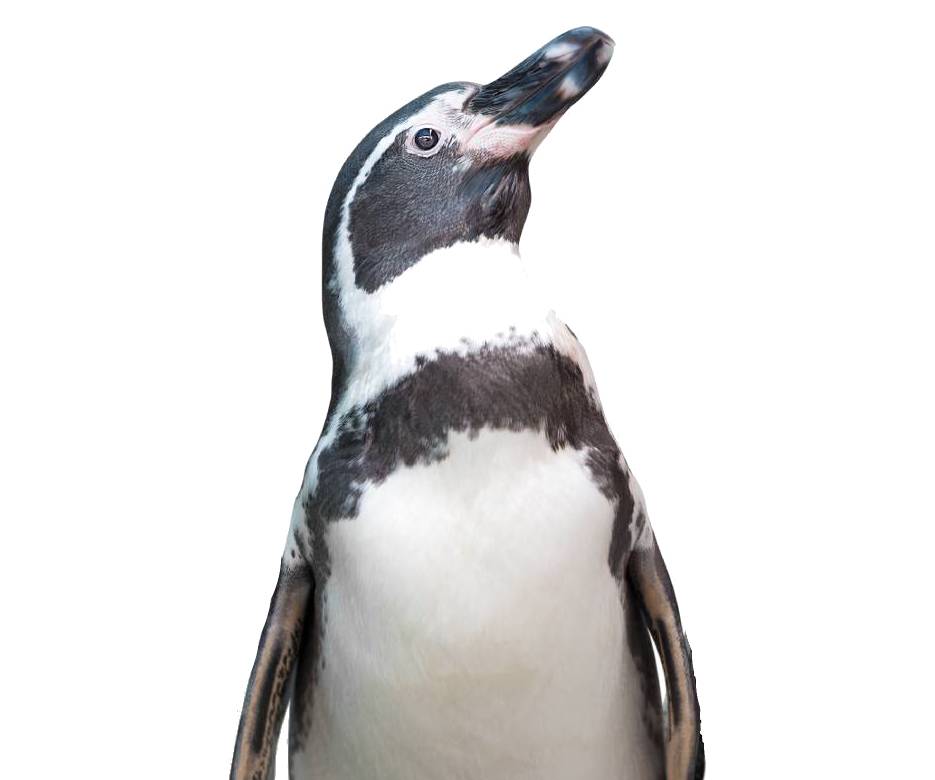 Support 3 penguin_halfbody